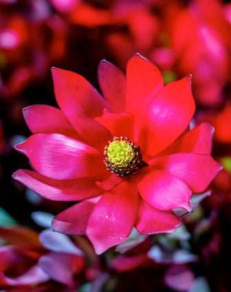 Safari Sunset